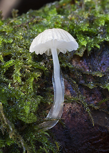 Mycena rorida